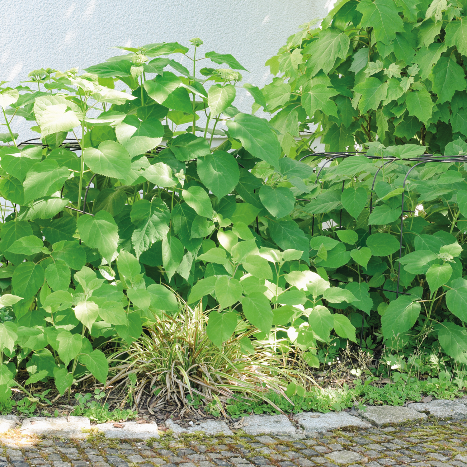Annabelle hydrangea support 75 (set of 2)